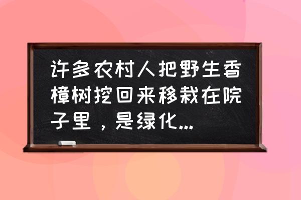 樟树能种庭院吗 许多农村人把野生香樟树挖回来移栽在院子里，是绿化还是有别的用处？