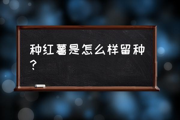 红薯种植在什么土里最好 种红薯是怎么样留种？