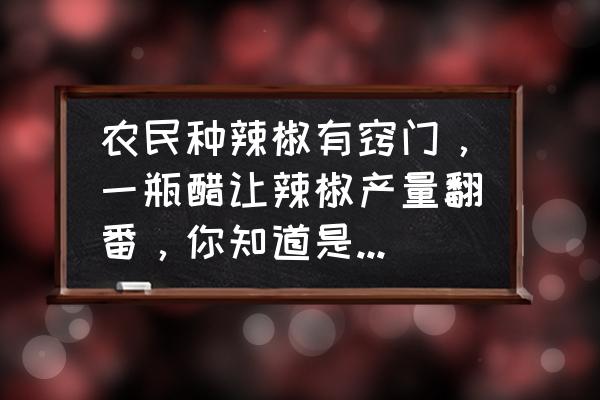 辣椒怎么提高产量最快 农民种辣椒有窍门，一瓶醋让辣椒产量翻番，你知道是咋做到的吗？