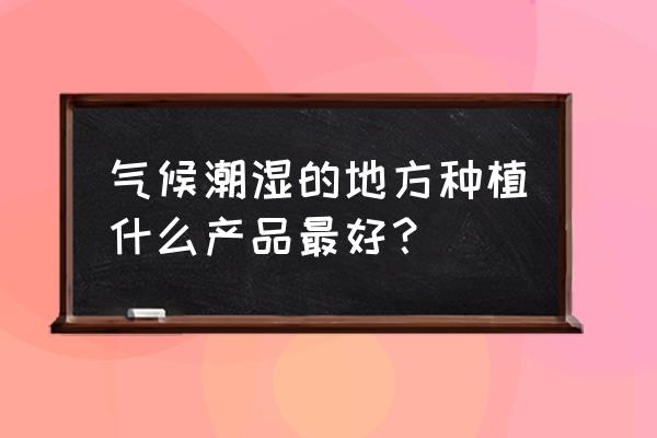 羊肚菌菌种能不能混种 气候潮湿的地方种植什么产品最好？