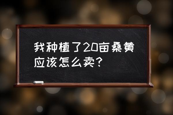 哪些树上结桑黄 我种植了20亩桑黄应该怎么卖？