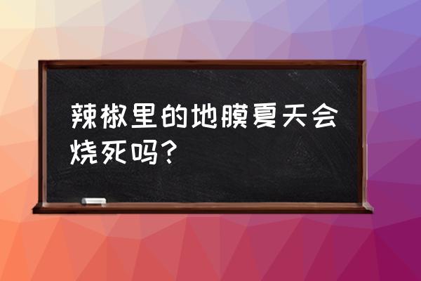 露天种辣椒用白地膜还是黑地膜 辣椒里的地膜夏天会烧死吗？