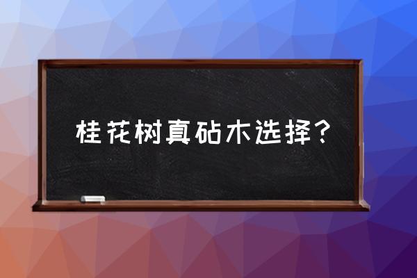 北方桂花嫁接砧木哪个最好 桂花树真砧木选择？