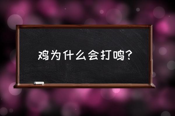 小鸡宝宝考考你公鸡为什么打鸣 鸡为什么会打鸣？