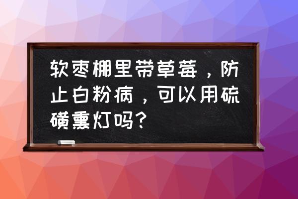 草莓白粉病防治小妙招 软枣棚里带草莓，防止白粉病，可以用硫磺熏灯吗？