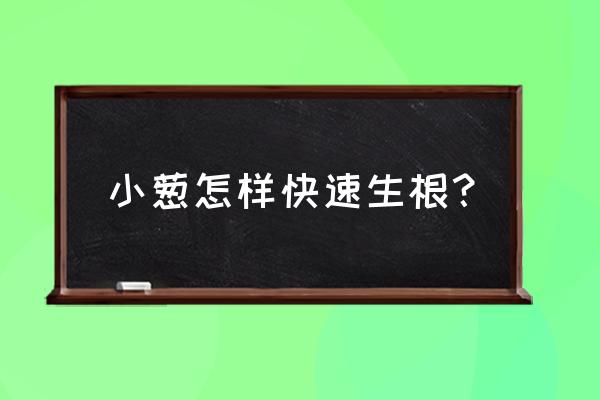 葱不生根有很少新根怎么办 小葱怎样快速生根？