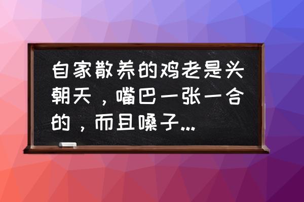 鸡感冒阿莫西林有用吗 自家散养的鸡老是头朝天，嘴巴一张一合的，而且嗓子里有响声，这是什么病？怎么治？