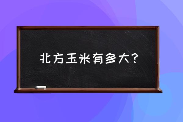 哪种玉米种子大个 北方玉米有多大？