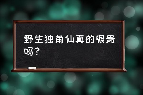 地蚕价格多少钱一斤 野生独角仙真的很贵吗？