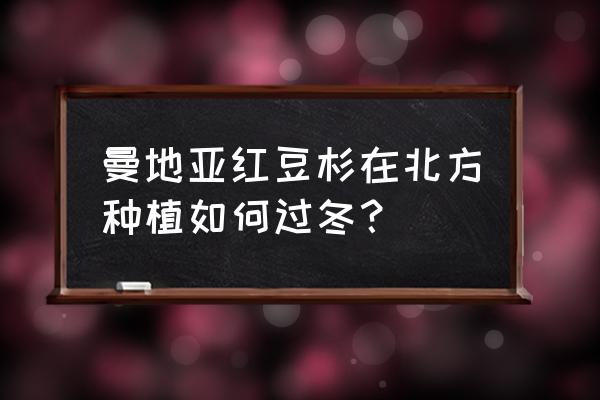 怎样让曼地亚红豆杉快速生长 曼地亚红豆杉在北方种植如何过冬？