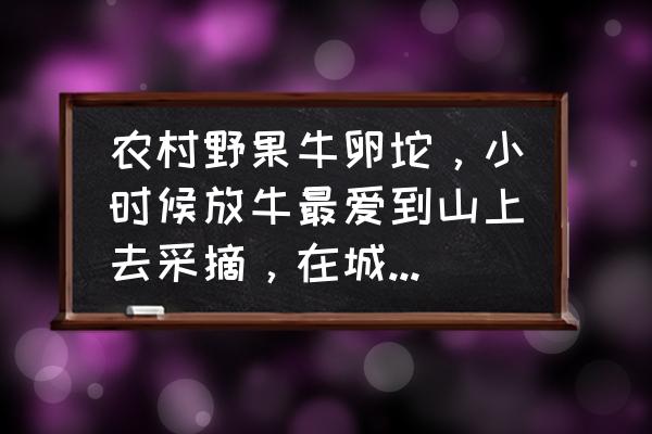 金线莲收购厂家 农村野果牛卵坨，小时候放牛最爱到山上去采摘，在城里常见吗？