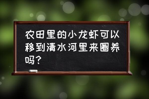 养龙虾如何防止偷 农田里的小龙虾可以移到清水河里来圈养吗？