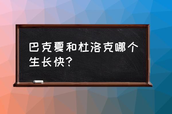 杜洛克猪养殖全过程 巴克夏和杜洛克哪个生长快？