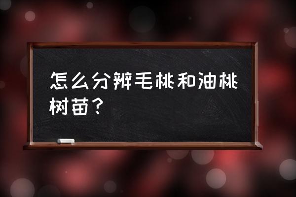 油桃树苗哪里的好 怎么分辨毛桃和油桃树苗？