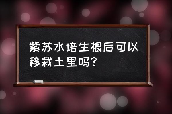 扦插紫苏枝条如何快速生根 紫苏水培生根后可以移栽土里吗？