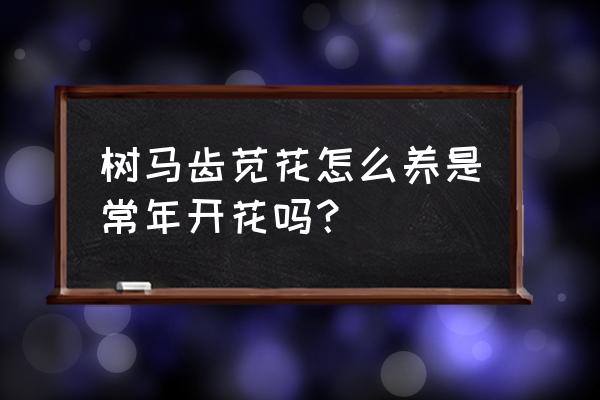 树马齿苋怎么养才能快速生长 树马齿苋花怎么养是常年开花吗？