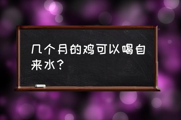 自制简易小鸡饮水器 几个月的鸡可以喝自来水？