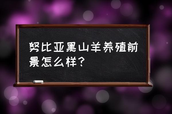 草场没有销路怎么做 努比亚黑山羊养殖前景怎么样？