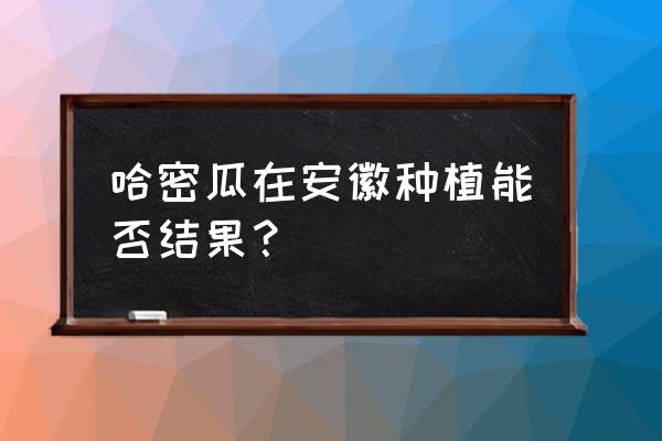 哈密瓜几月份播种 哈密瓜在安徽种植能否结果？