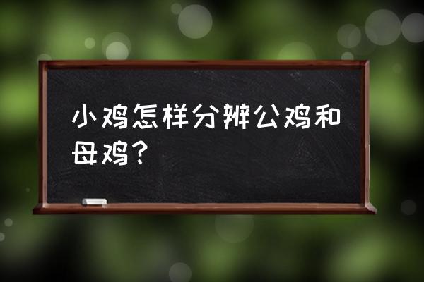 怎么辨认小鸡公母 小鸡怎样分辨公鸡和母鸡？