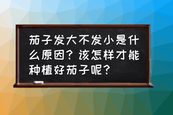 茄子怎么做能提高坐果率 茄子发大不发小是什么原因？该怎样才能种植好茄子呢？