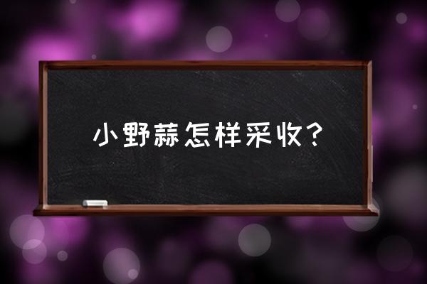 大蒜收获最佳方法 小野蒜怎样采收？