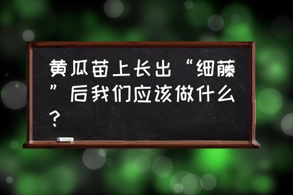 黄瓜种法怎样搭架子 黄瓜苗上长出“细藤”后我们应该做什么？