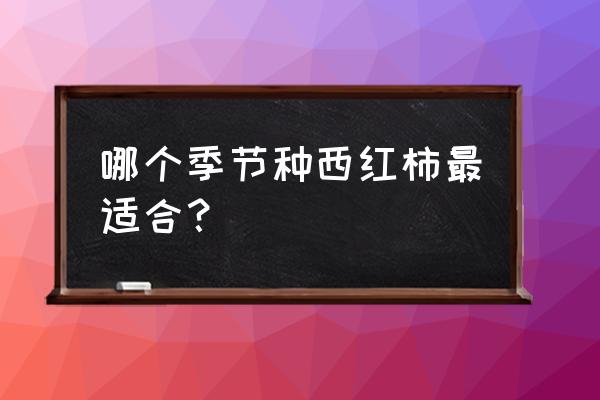 西红柿的种植是什么时间最合适 哪个季节种西红柿最适合？