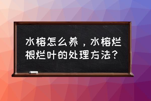 小龙虾塘水草为何烂根 水榕怎么养，水榕烂根烂叶的处理方法？