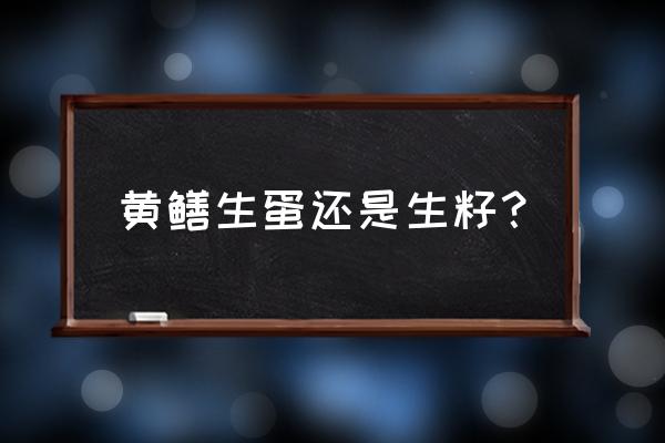 黄鳝繁殖时间表 黄鳝生蛋还是生籽？