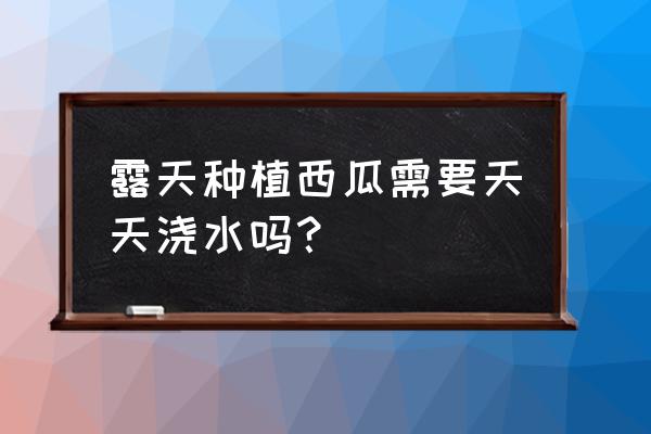 露地蔬菜雨后浇水管理 露天种植西瓜需要天天浇水吗？