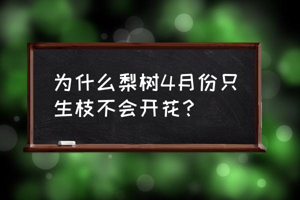 梨树光开花不结果两年了怎么回事 为什么梨树4月份只生枝不会开花？