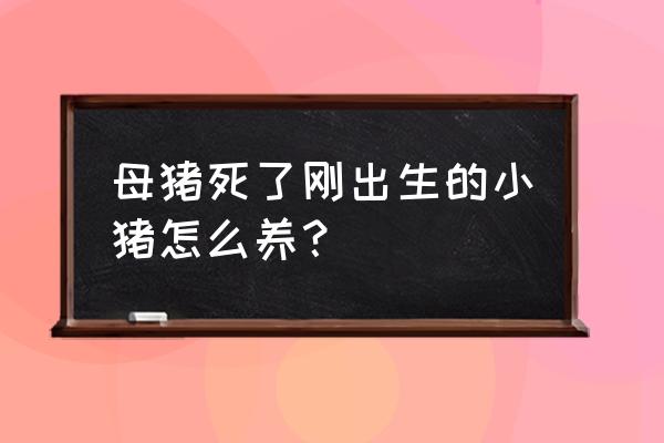 断奶母猪最佳饲养方法 母猪死了刚出生的小猪怎么养？