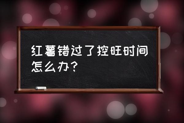 红薯秧子太旺就不结红薯吗 红薯错过了控旺时间怎么办？