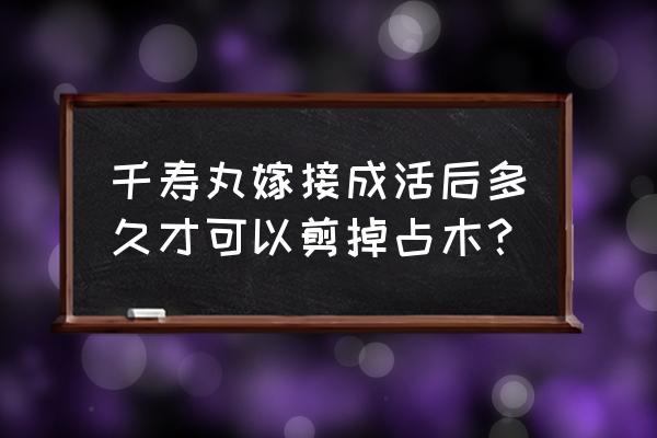 黑松粗枝嫁接最佳方法 千寿丸嫁接成活后多久才可以剪掉占木？