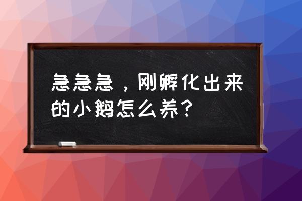 小鹅的饲养方法和养殖要点 急急急，刚孵化出来的小鹅怎么养？