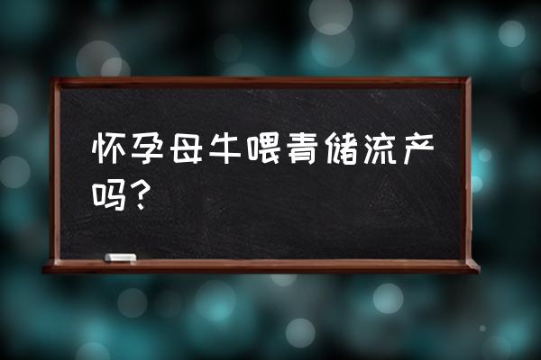 冬季怀孕母牛的饲养管理办法 怀孕母牛喂青储流产吗？