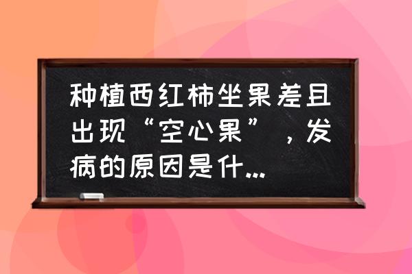 番茄转色期落果怎么回事 种植西红柿坐果差且出现“空心果”，发病的原因是什么？又该如何防治？