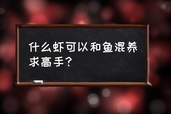 小蜜蜂鱼可以混养吗 什么虾可以和鱼混养求高手？