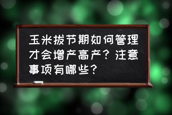 玉米晚收一天增产多少 玉米拔节期如何管理才会增产高产？注意事项有哪些？