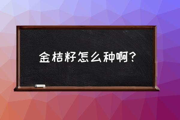 金桔种子什么时候种 金桔籽怎么种啊？