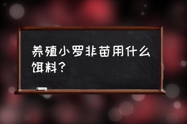 哪种罗非鱼苗最好 养殖小罗非苗用什么饵料？