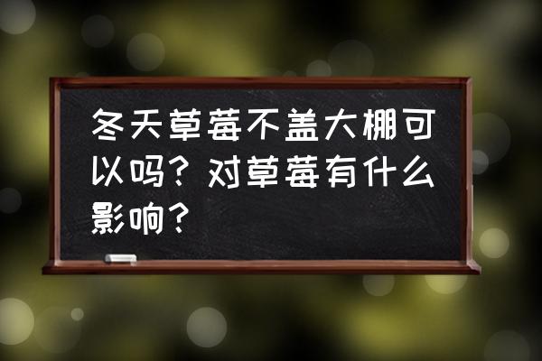 露地草莓怎么过冬最好 冬天草莓不盖大棚可以吗？对草莓有什么影响？