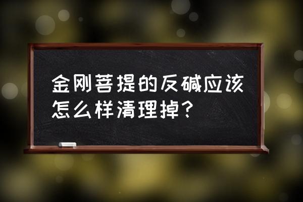 金刚菩提怎么清理干净不裂纹 金刚菩提的反碱应该怎么样清理掉？