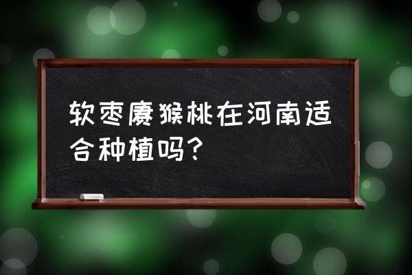 软枣猕猴桃适合什么地方种植 软枣猕猴桃在河南适合种植吗？