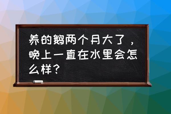 水中游的鹅 养的鹅两个月大了，晚上一直在水里会怎么样？