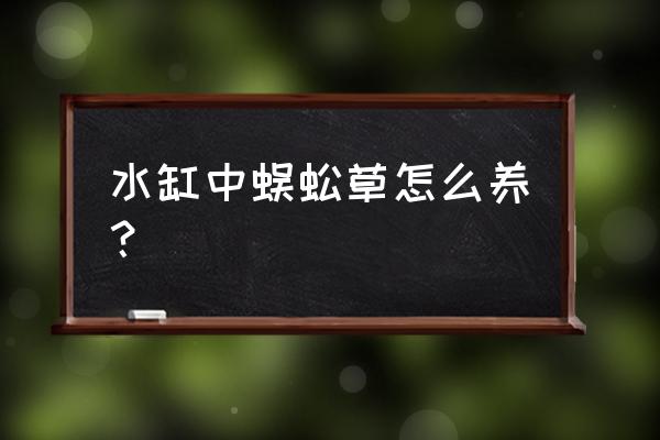 蜈蚣养殖新技术是什么 水缸中蜈蚣草怎么养？