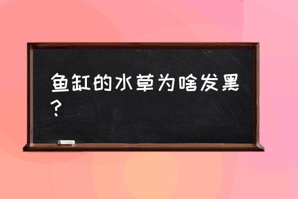 水草发黑的解决办法 鱼缸的水草为啥发黑？