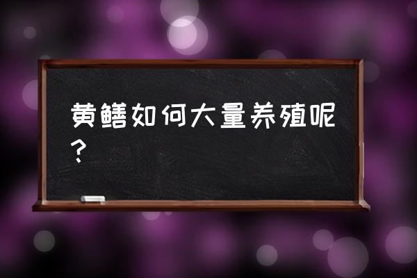 泥鳅无土高产养殖技术要点 黄鳝如何大量养殖呢？