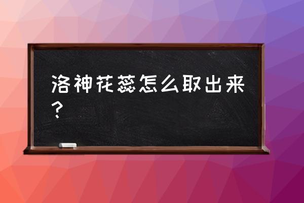 洛神花的种植时间和方法 洛神花蕊怎么取出来？